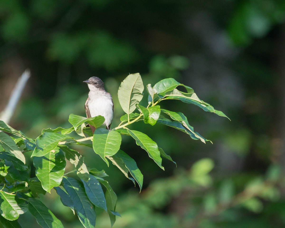 Eastern Kingbird - ML640038664