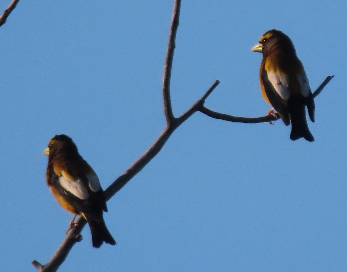 Evening Grosbeak - ML640038729