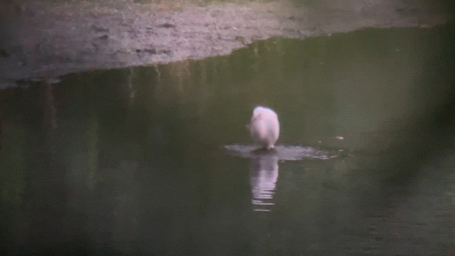 Snowy Egret - ML640038745
