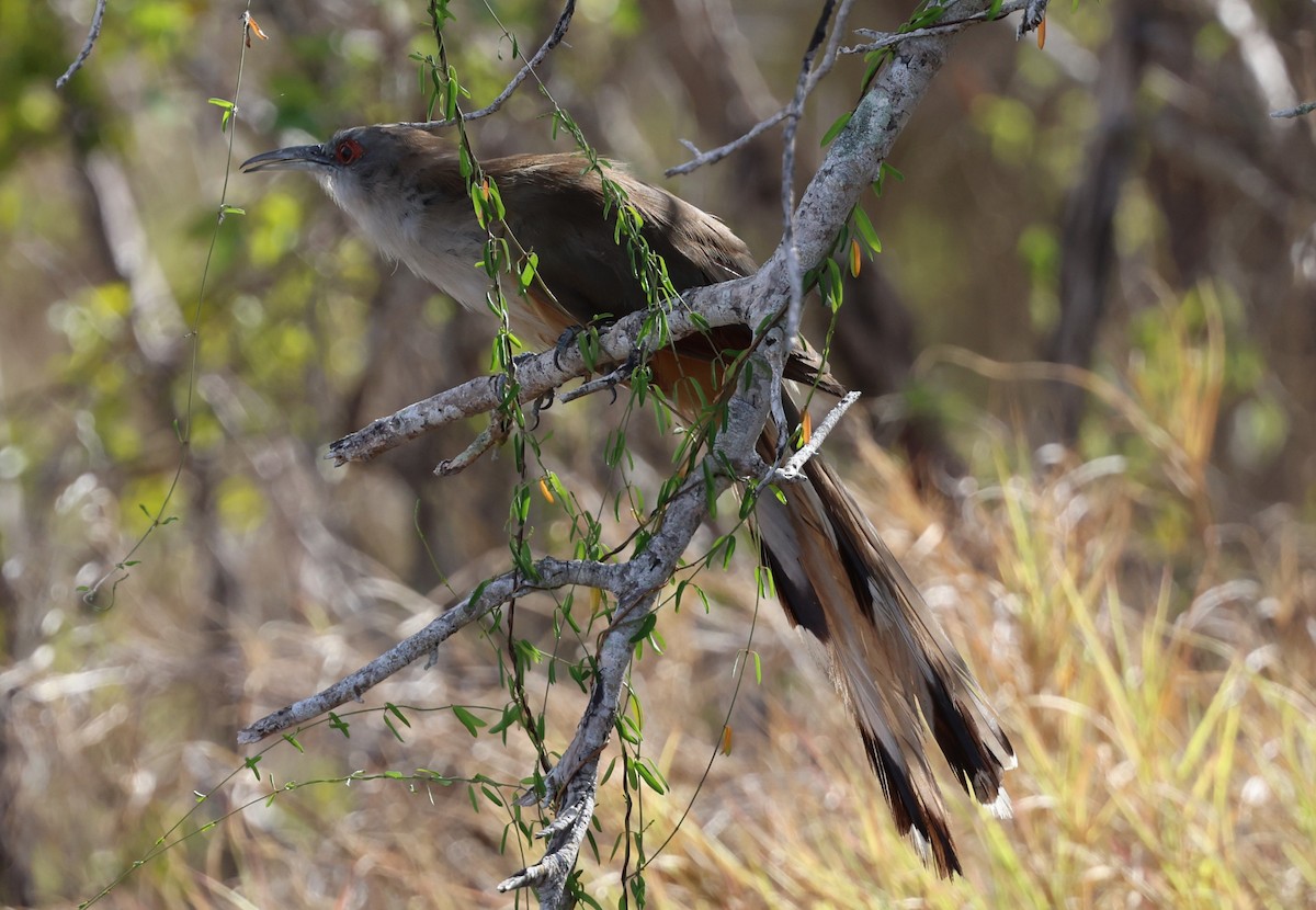 Great Lizard-Cuckoo - ML640038781