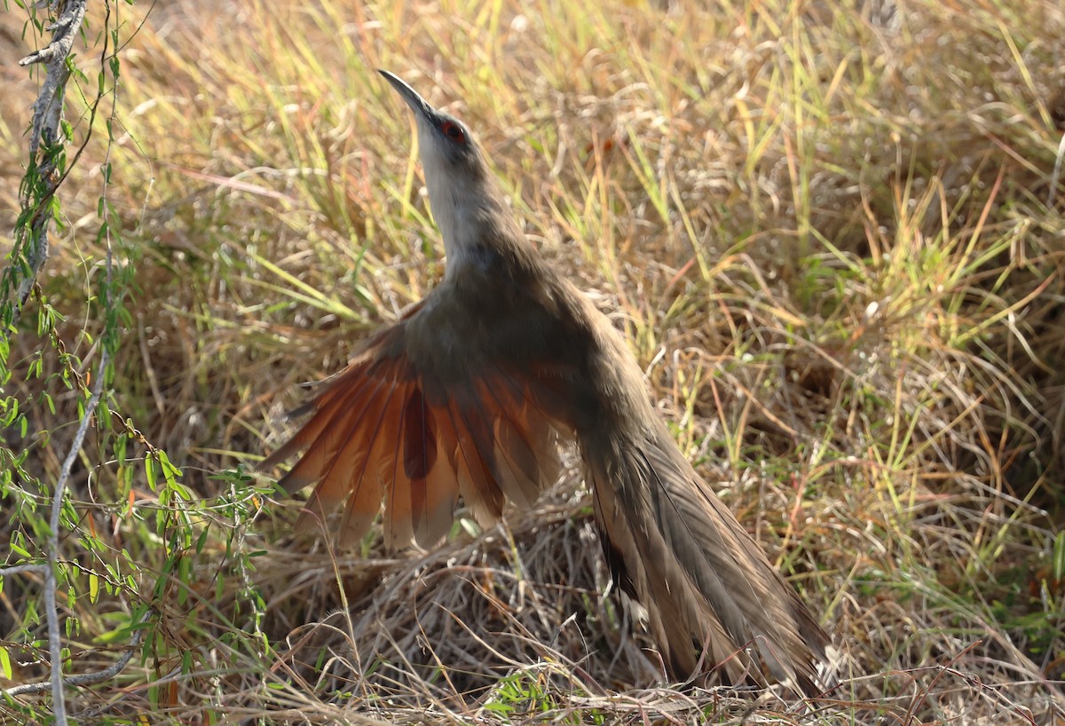 Great Lizard-Cuckoo - ML640038782