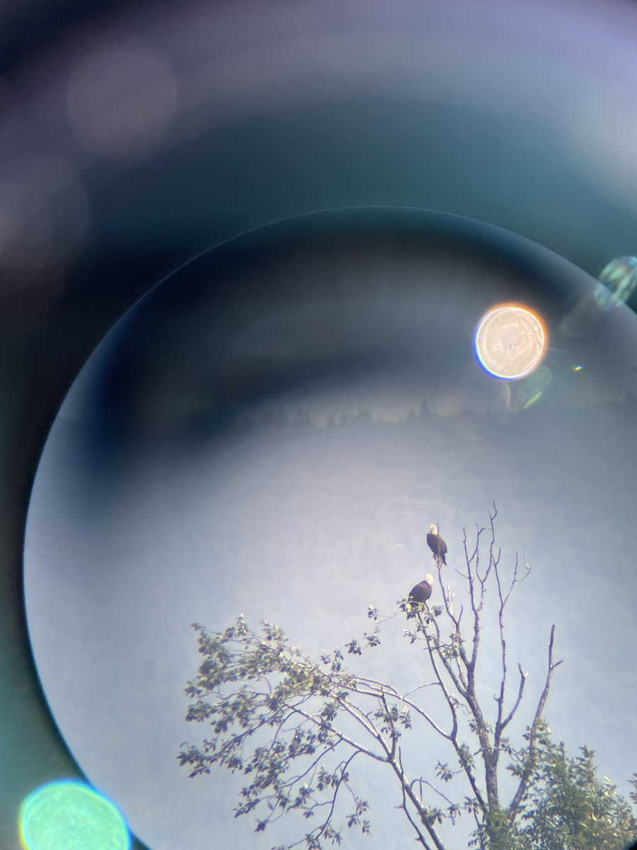 Bald Eagle - ML640038793