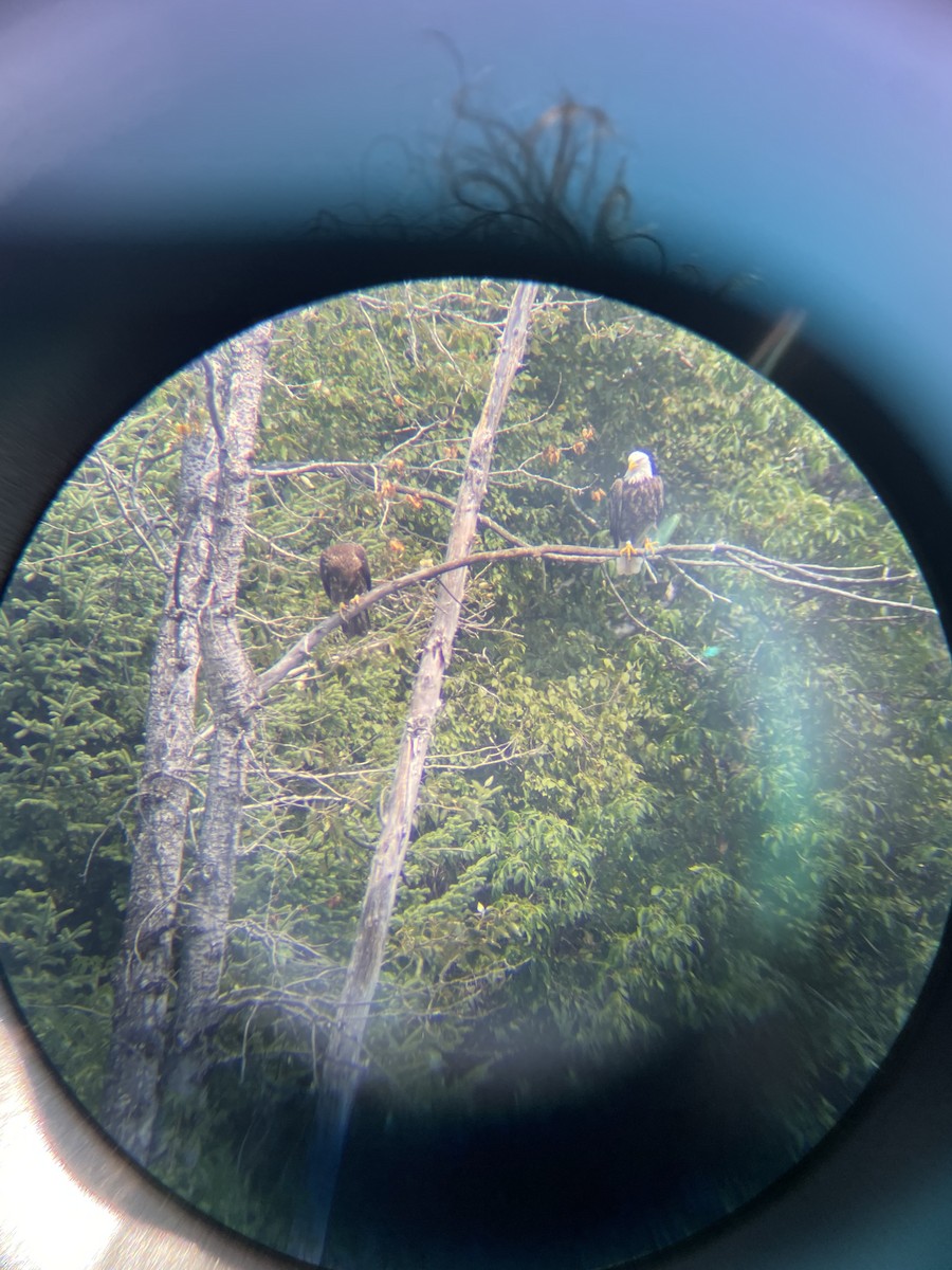 Bald Eagle - ML640038794