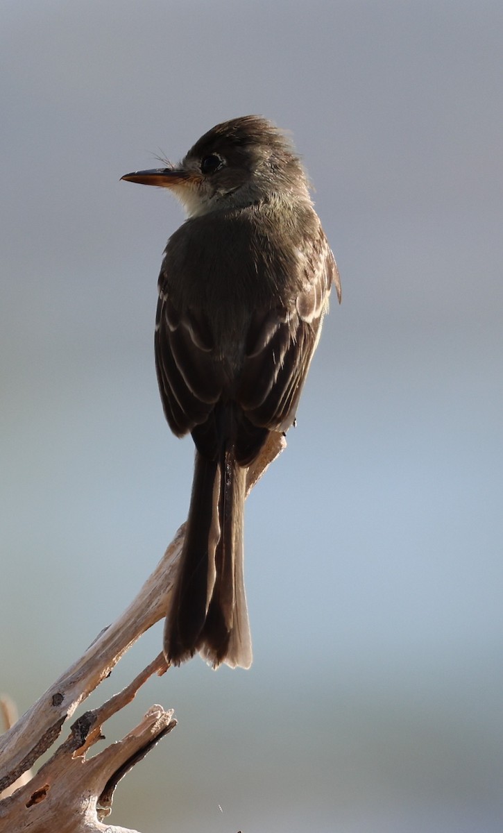 Cuban Pewee - ML640038845
