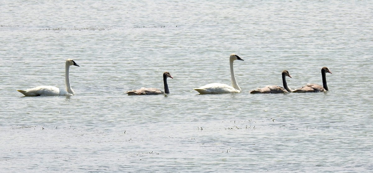 Trumpeter Swan - ML640038869