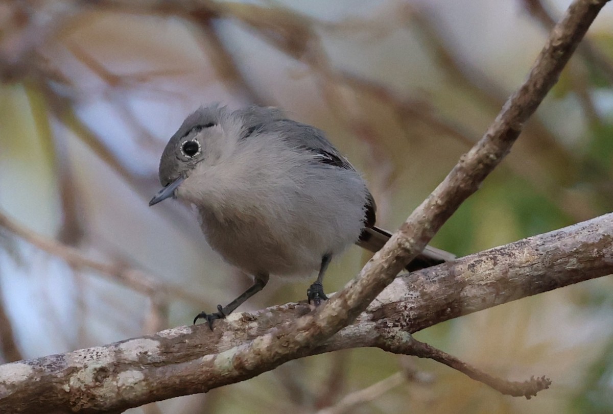 Cuban Gnatcatcher - ML640038878