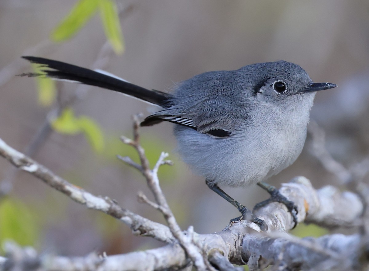Cuban Gnatcatcher - ML640038879