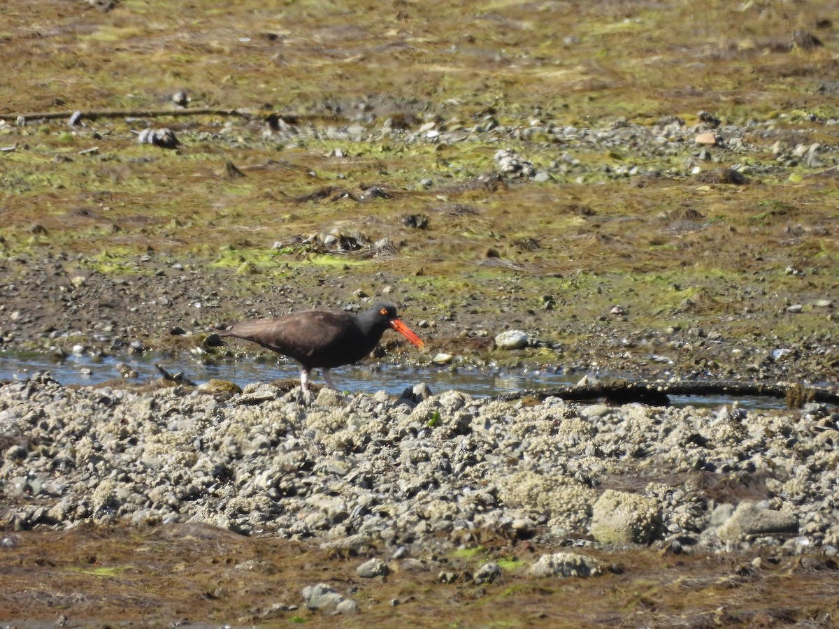 Black Oystercatcher - ML640038907