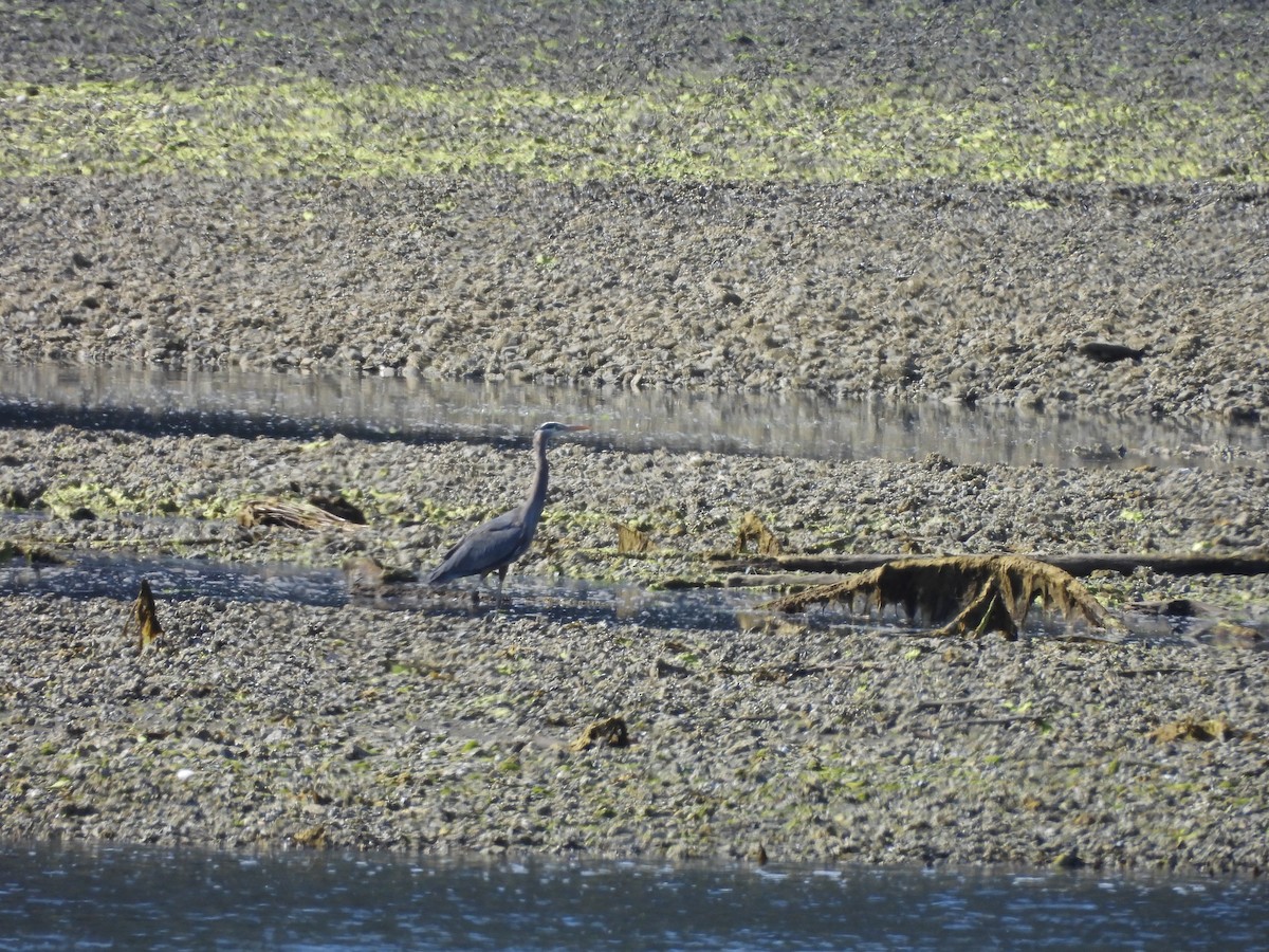 Great Blue Heron - ML640038921