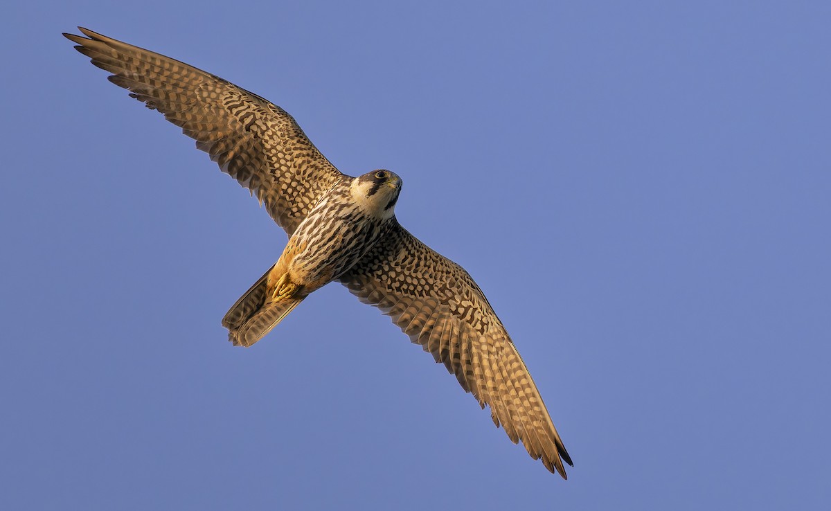 Eurasian Hobby - ML640038935