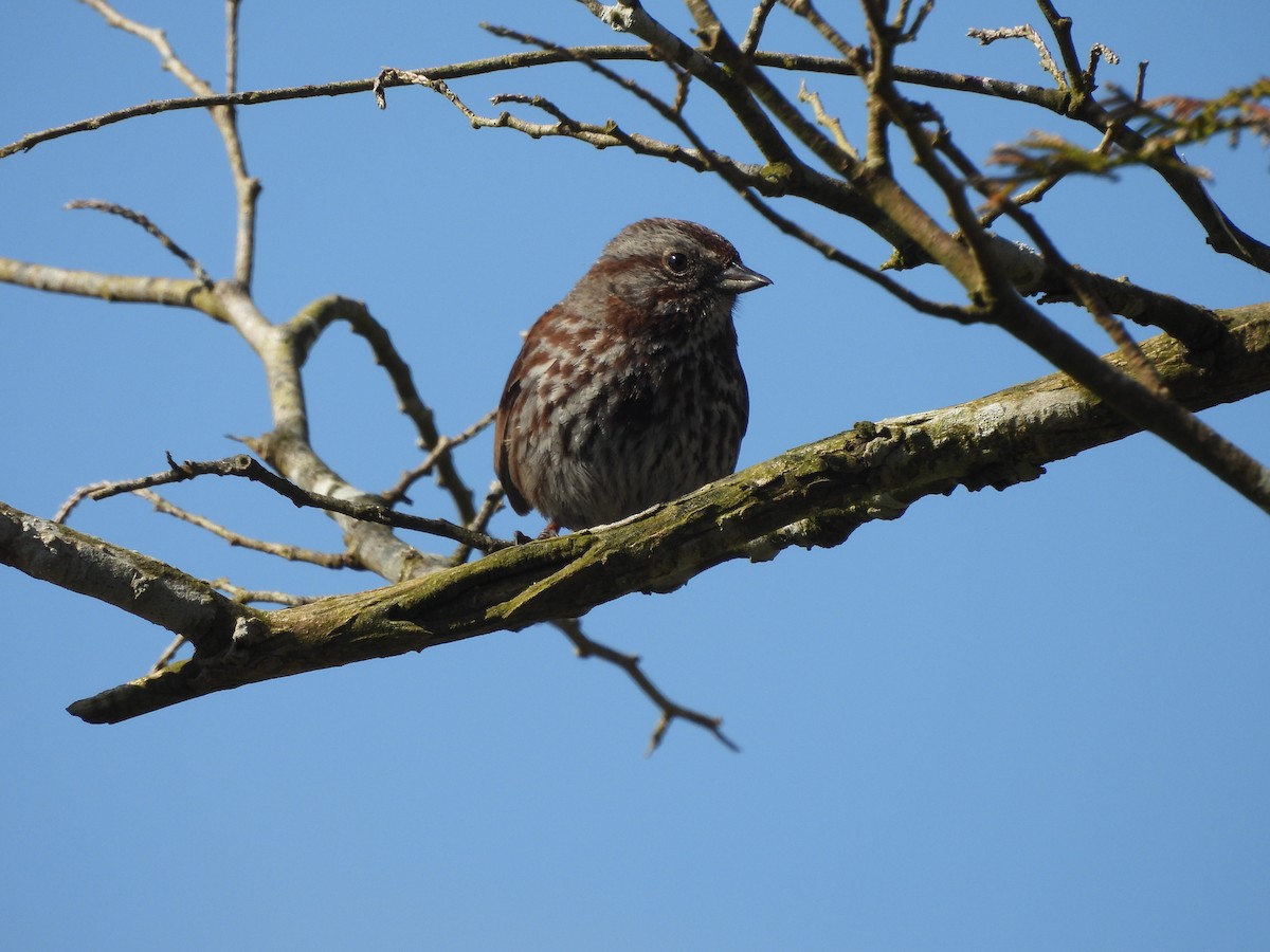 Song Sparrow - ML640038949
