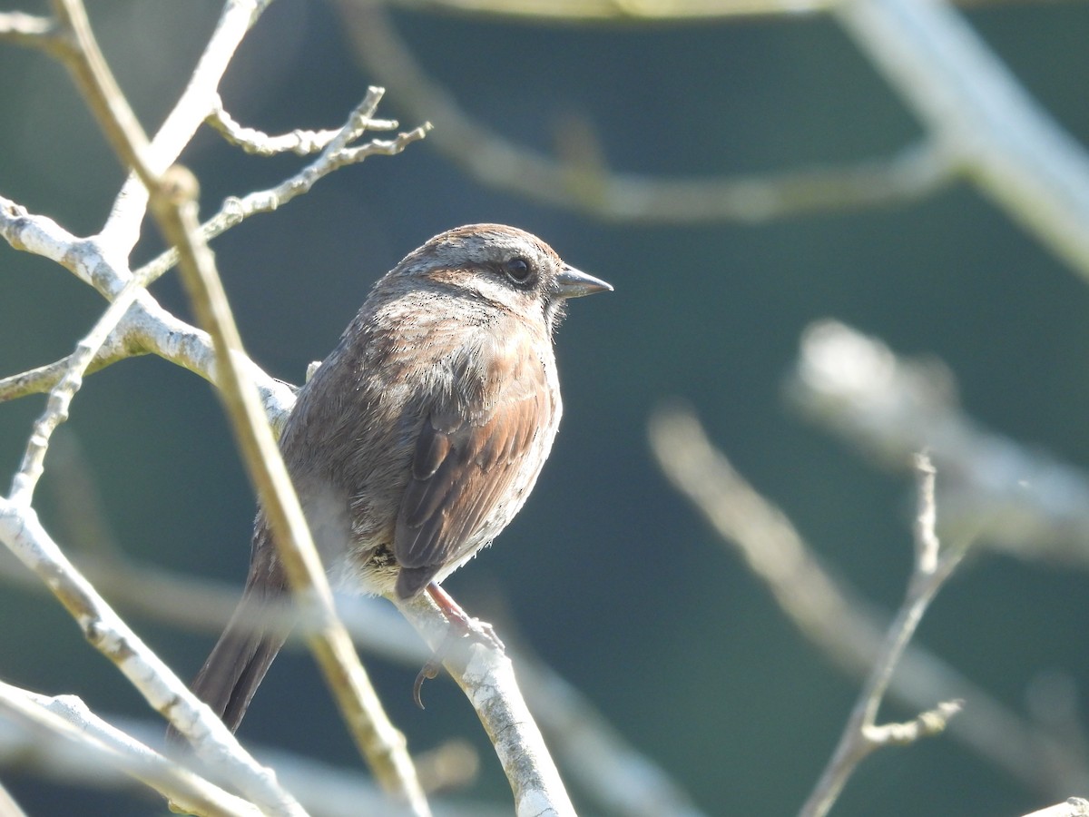 Song Sparrow - ML640038950