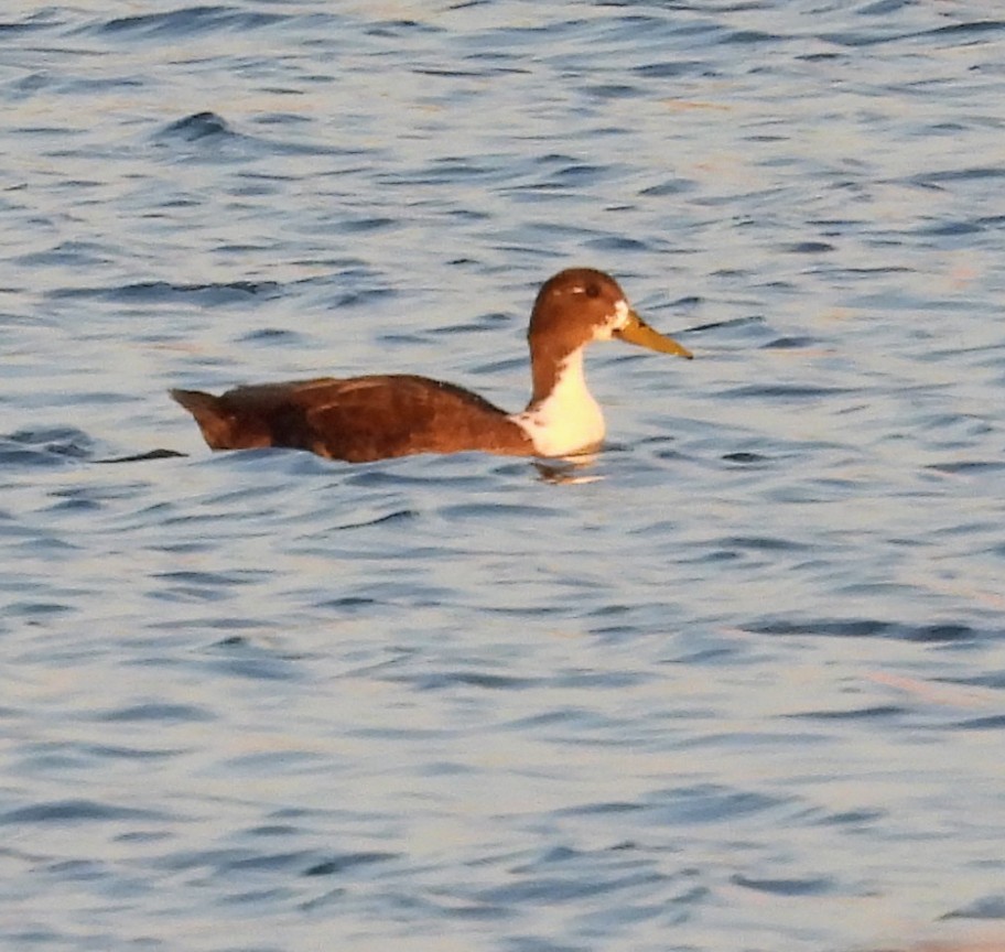 Mallard (Domestic type) - ML640038953