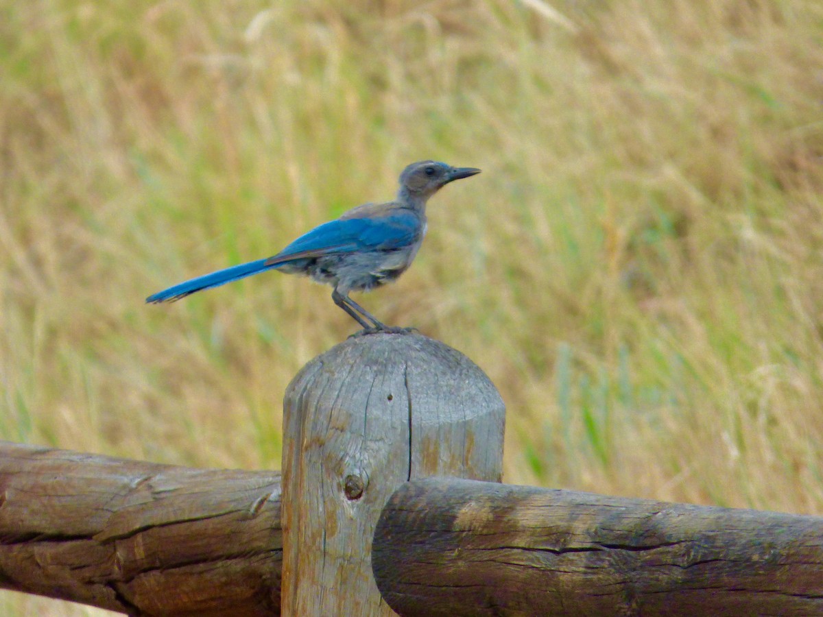 Woodhouse's Scrub-Jay (Woodhouse's) - ML64003901