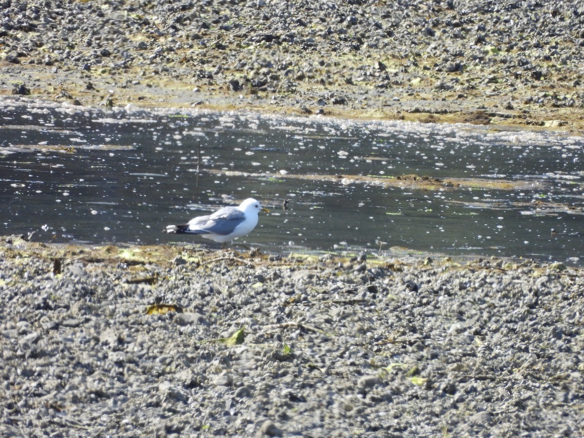 Short-billed Gull - ML640039017