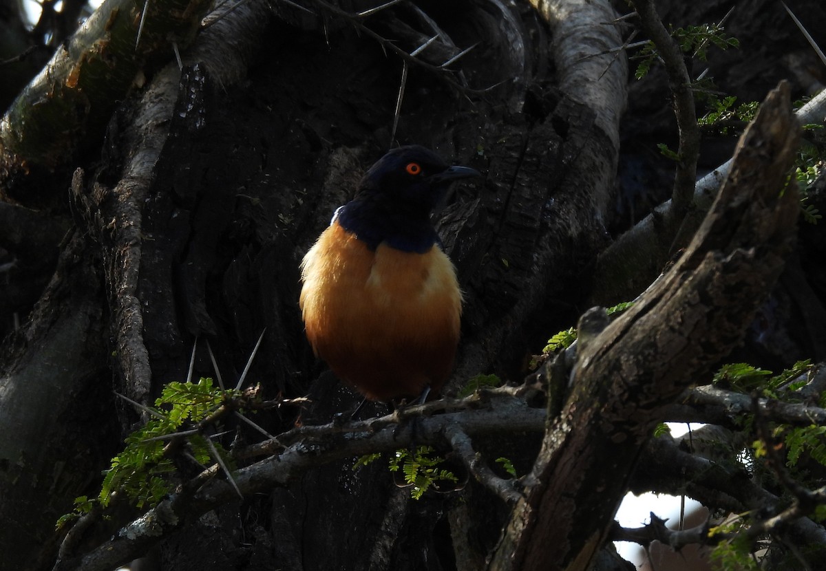 Hildebrandt's Starling - ML640039019