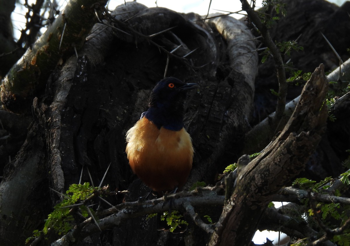 Hildebrandt's Starling - ML640039020
