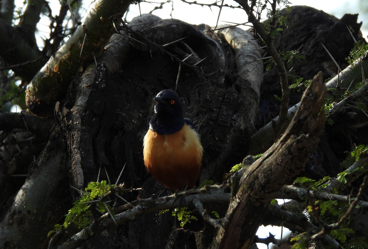 Hildebrandt's Starling - ML640039021