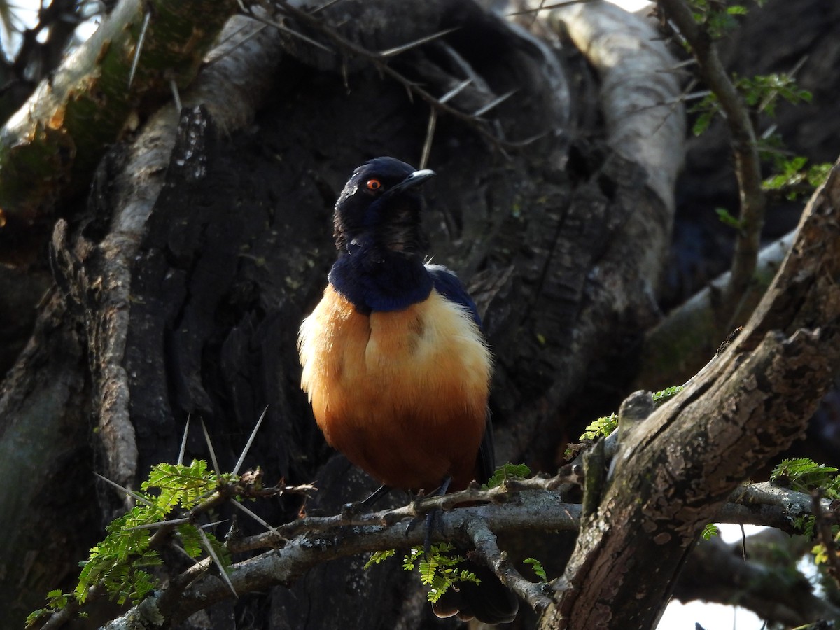 Hildebrandt's Starling - ML640039023