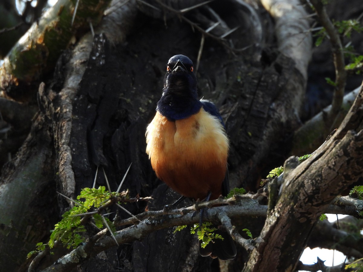 Hildebrandt's Starling - ML640039024