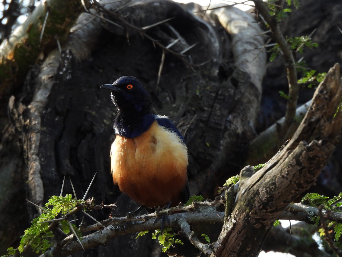 Hildebrandt's Starling - ML640039025