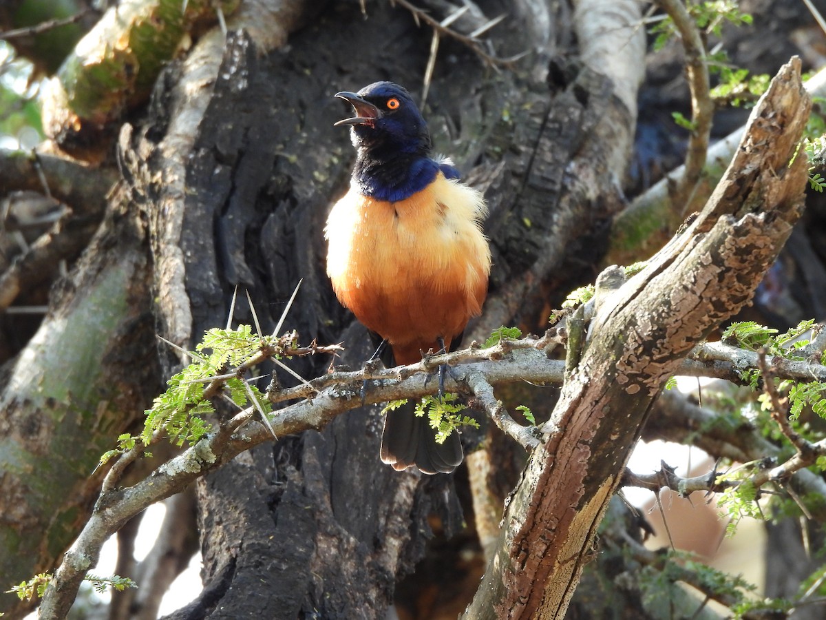 Hildebrandt's Starling - ML640039026