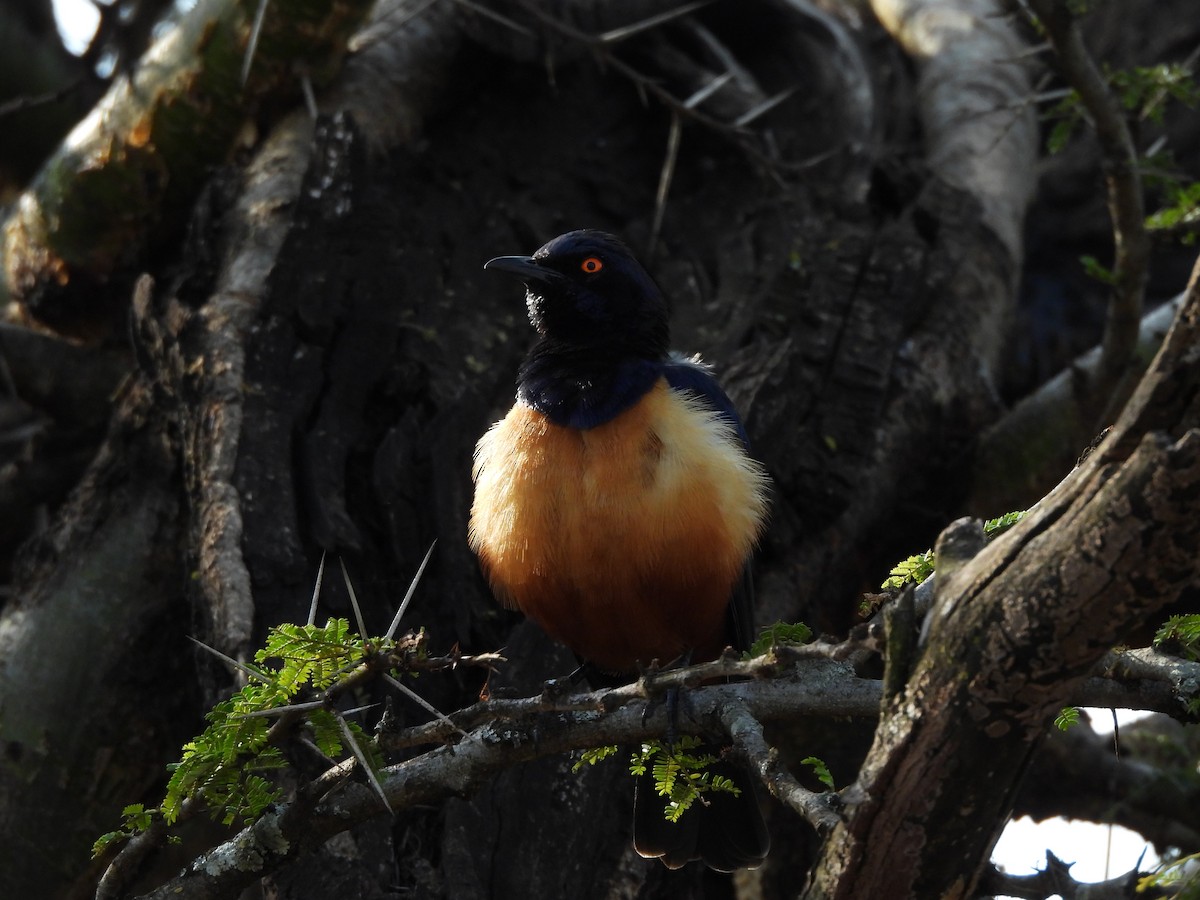 Hildebrandt's Starling - ML640039027