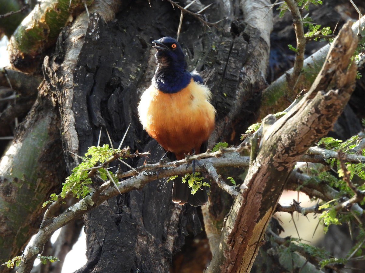 Hildebrandt's Starling - ML640039028