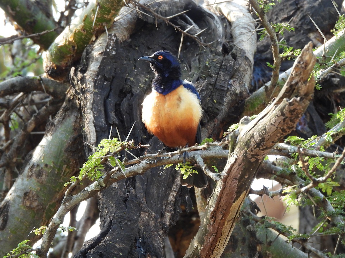 Hildebrandt's Starling - ML640039029