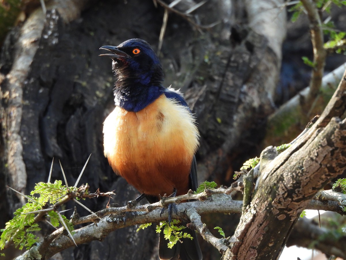 Hildebrandt's Starling - ML640039030