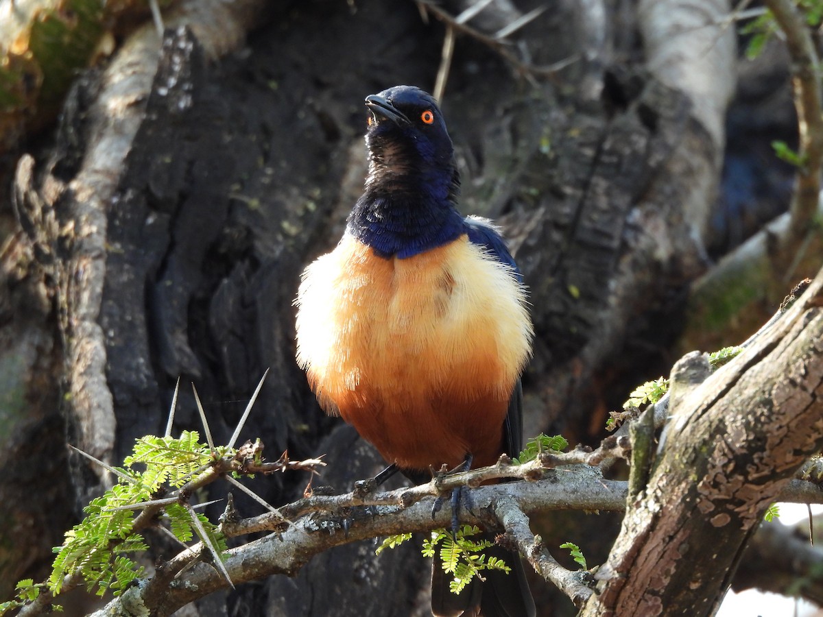 Hildebrandt's Starling - ML640039032