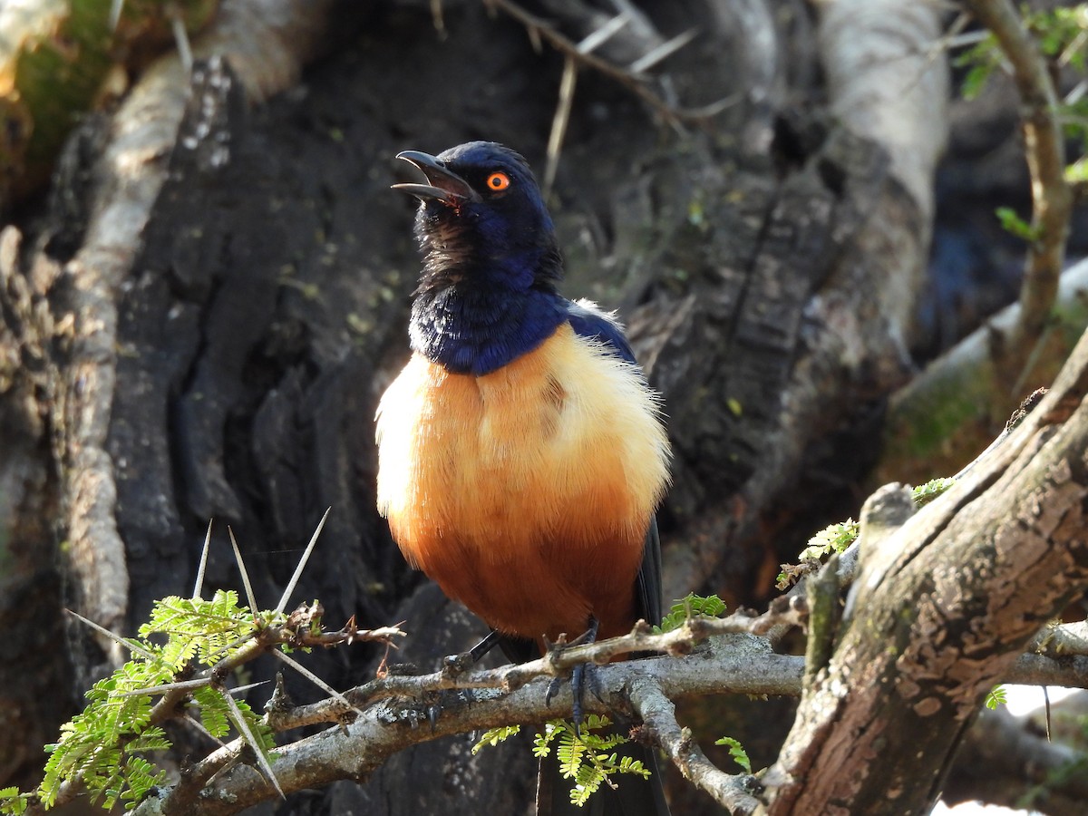 Hildebrandt's Starling - ML640039034