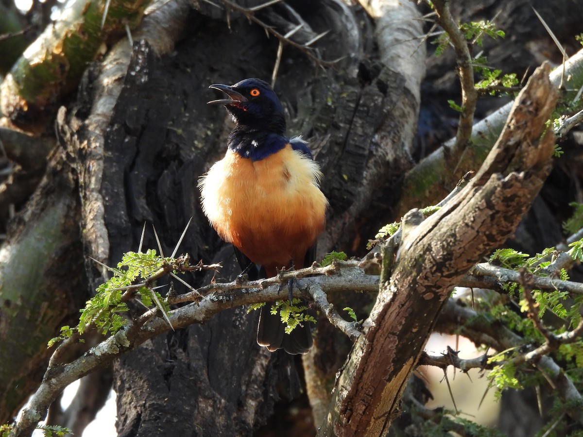 Hildebrandt's Starling - ML640039036