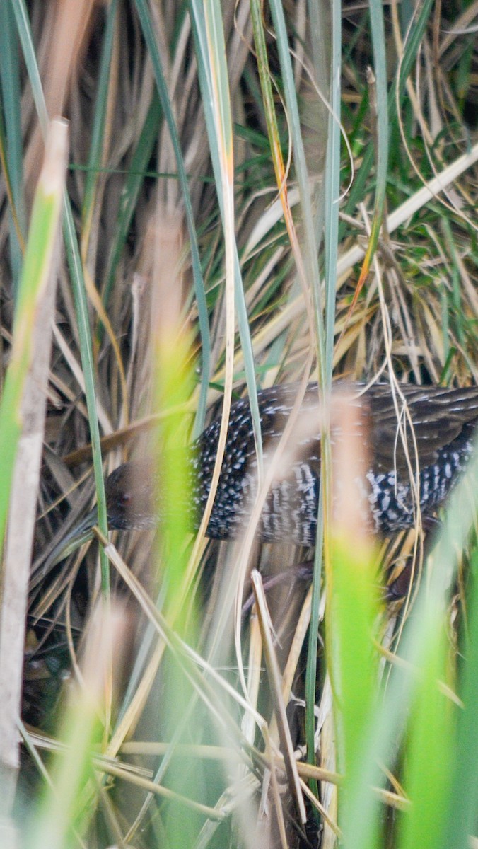 Spotted Rail - ML640039232