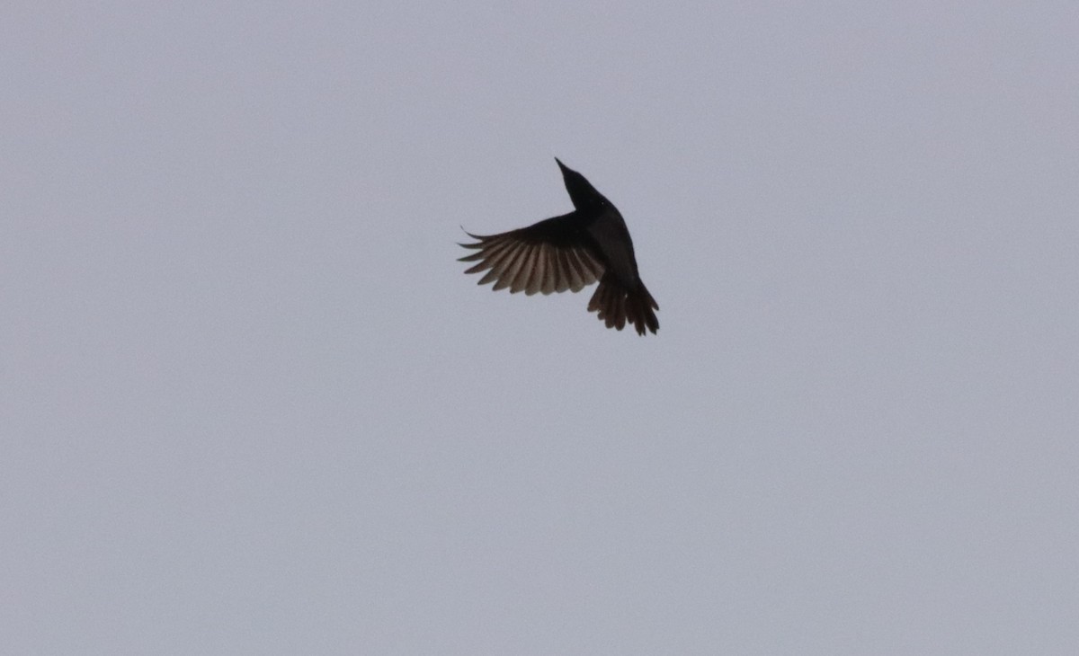 Samoan Starling - ML640039255