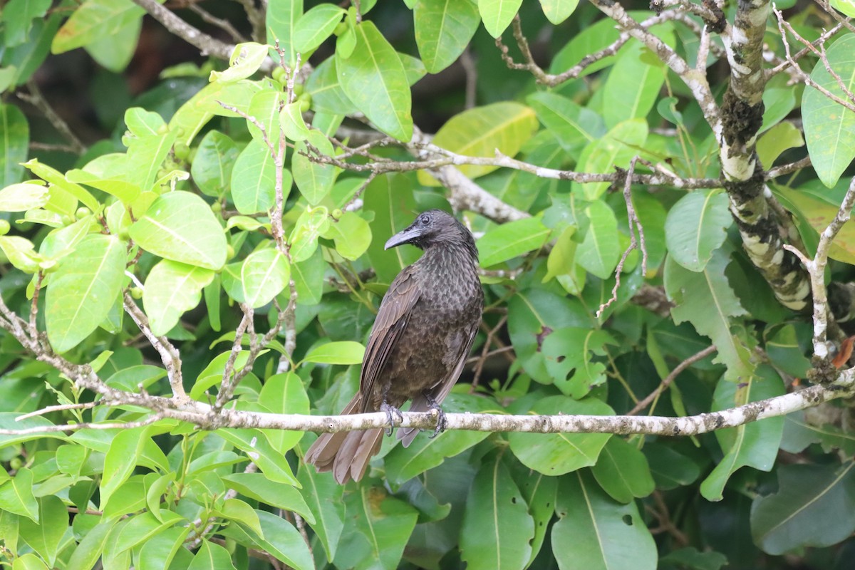 Samoan Starling - ML640039257