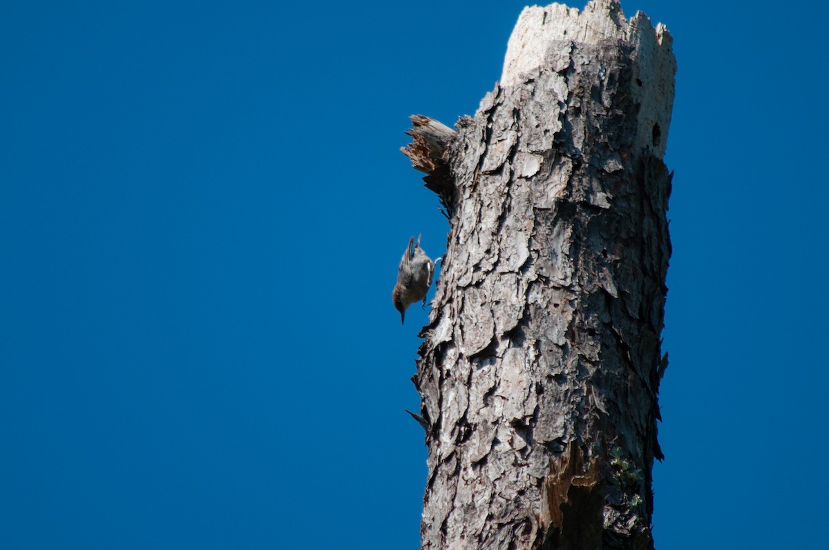 Brown-headed Nuthatch - ML640039301