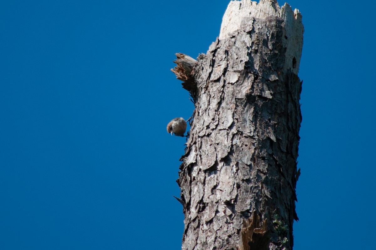 Brown-headed Nuthatch - ML640039302
