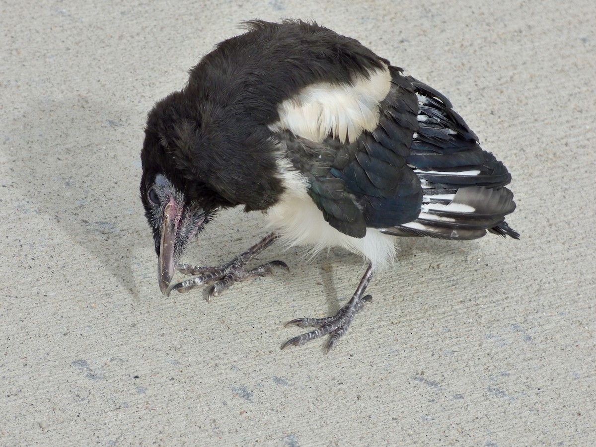 Black-billed Magpie - ML64003931