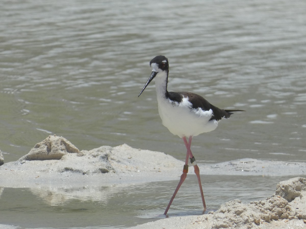 Black-necked Stilt (Hawaiian) - ML640039405