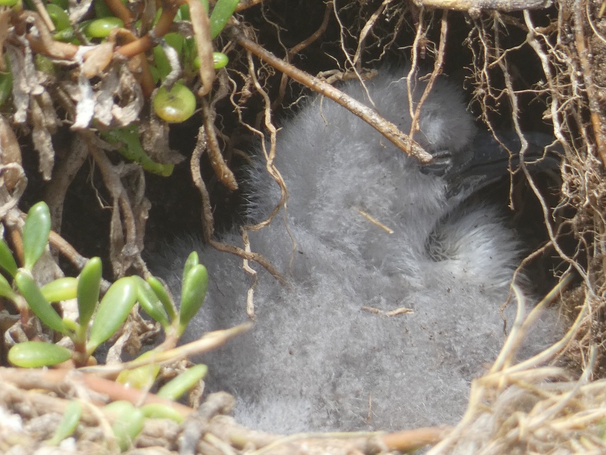Wedge-tailed Shearwater - ML640039434