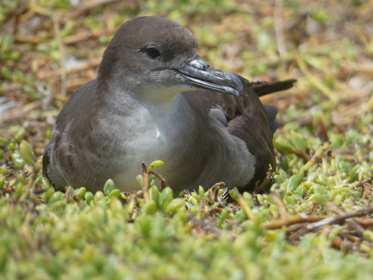 Wedge-tailed Shearwater - ML640039435