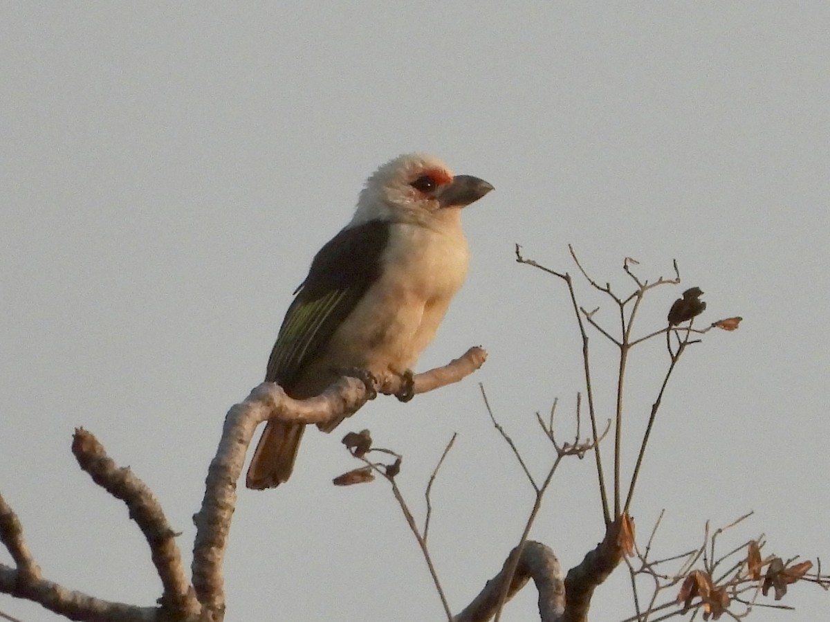 Chaplin's Barbet - ML640039466