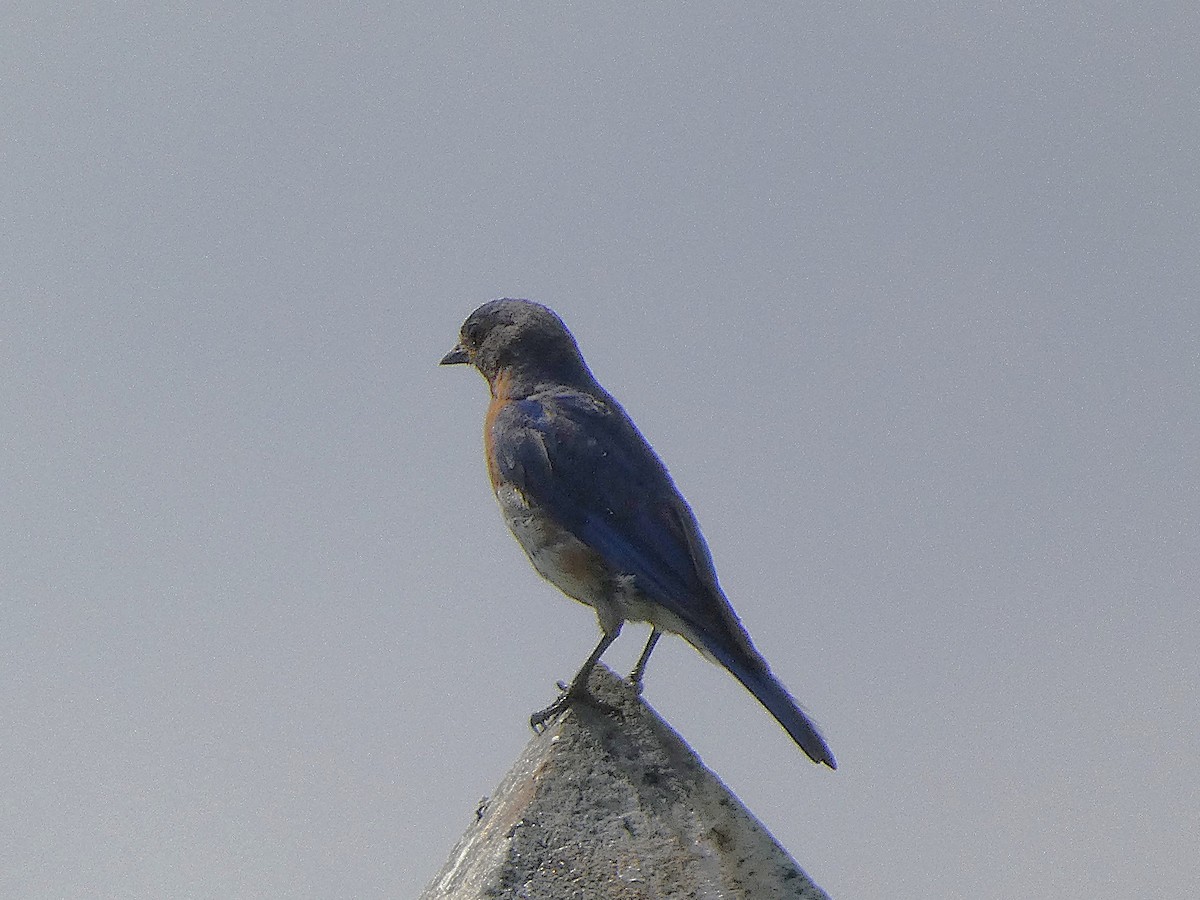 Eastern Bluebird - ML640039509