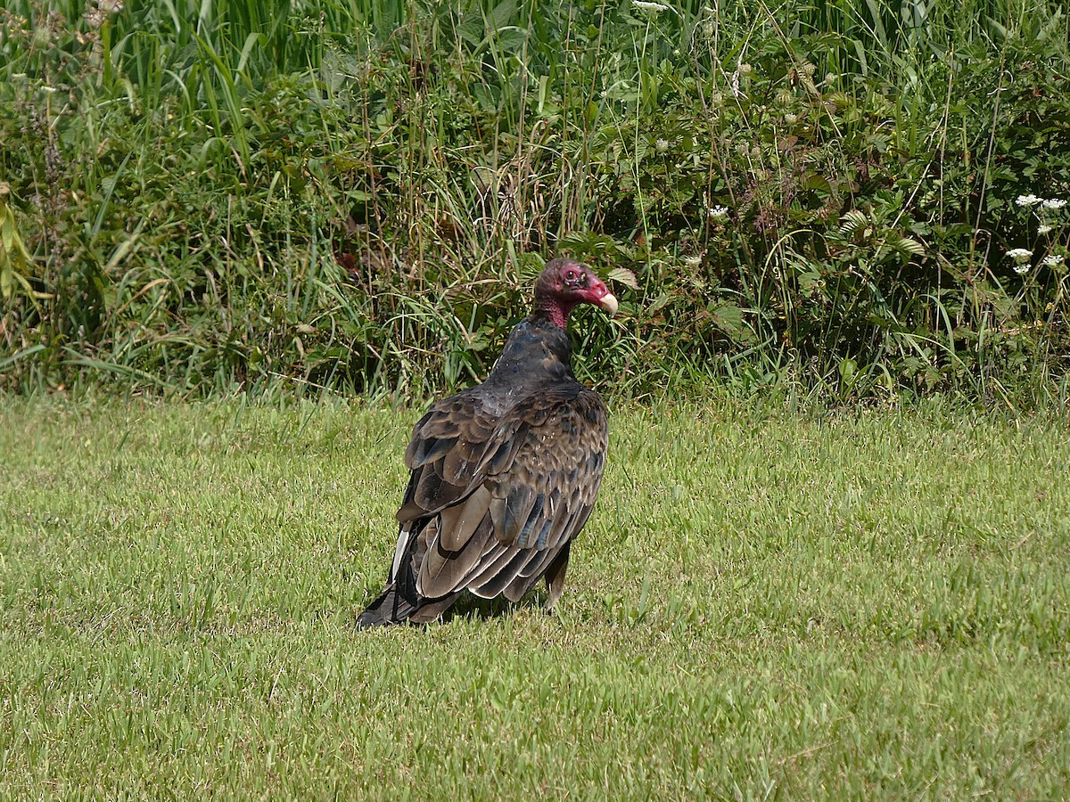Turkey Vulture - ML640039519