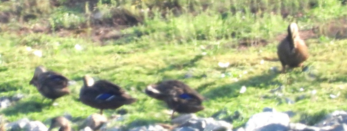Mallard - ML640039526