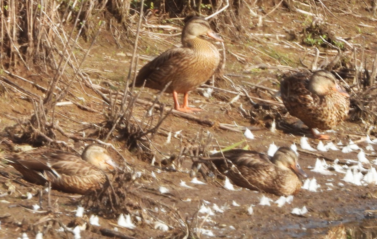 Mallard - ML640039531