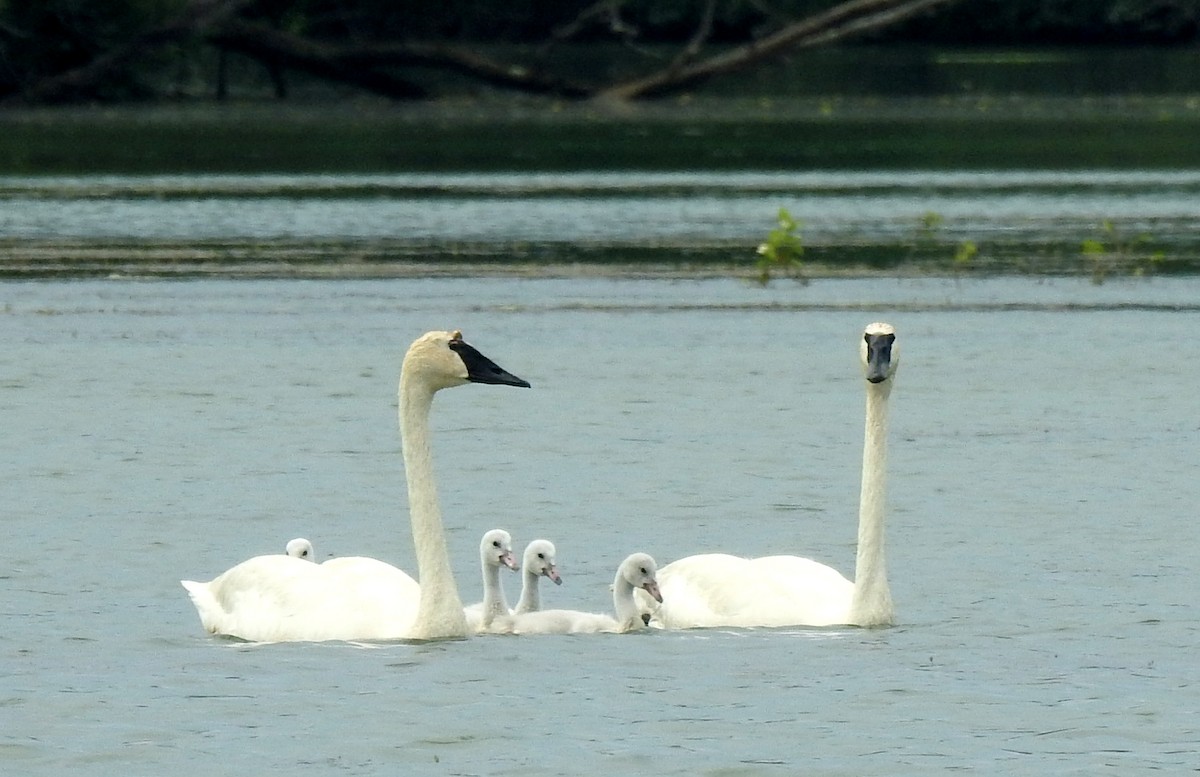 Trumpeter Swan - ML640039705