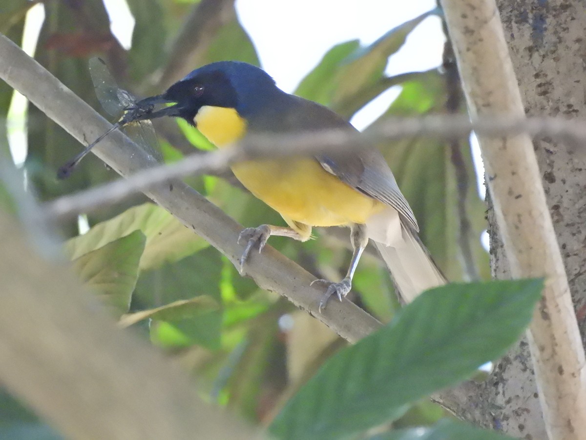 Blue-crowned Laughingthrush - ML640039762