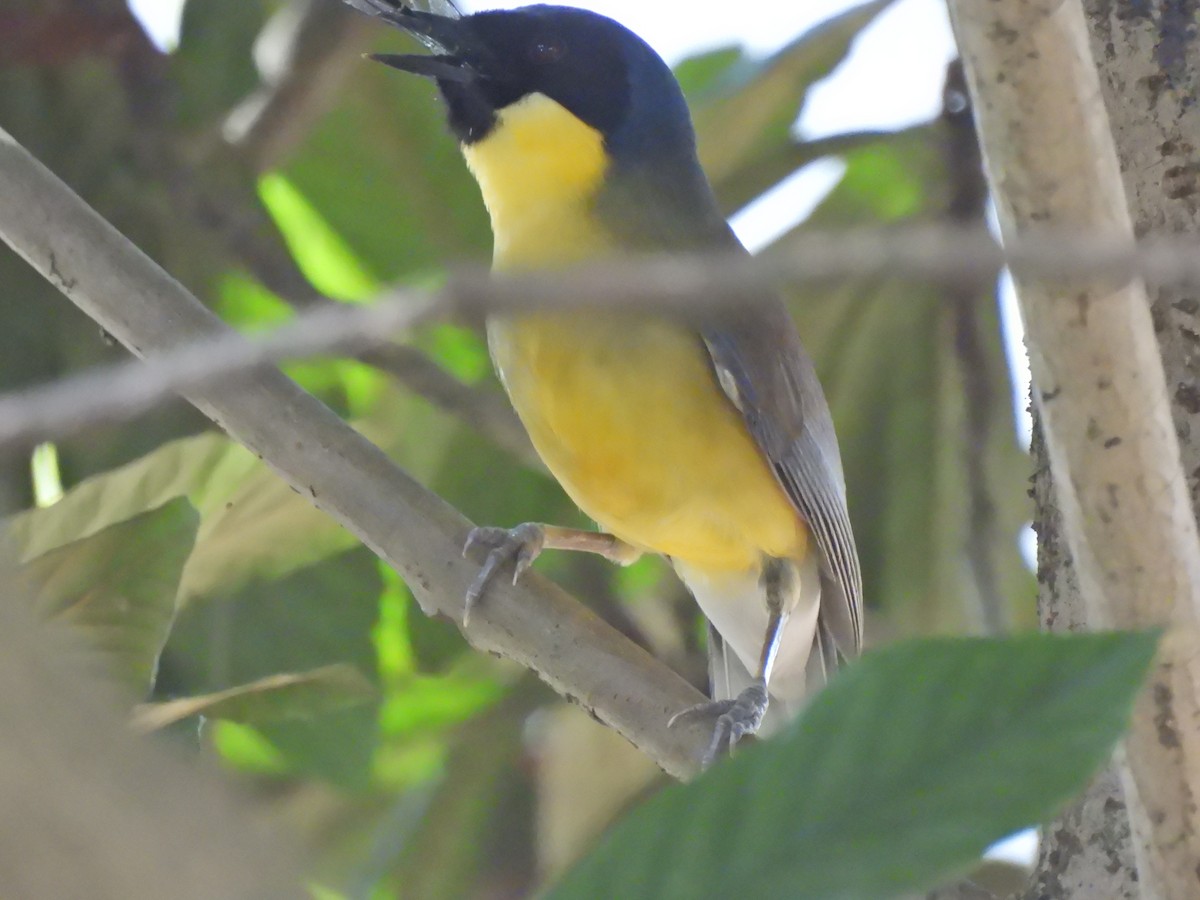 Blue-crowned Laughingthrush - ML640039770